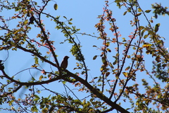 Haemorhous mexicanus
