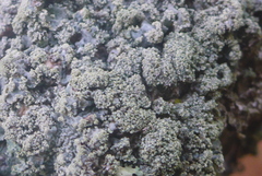 Punctelia perreticulata