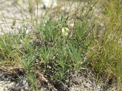 Onosma tanaitica