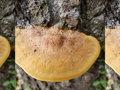 Fomitopsis nivosa