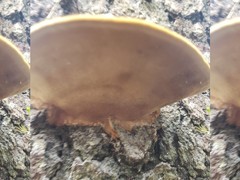 Fomitopsis nivosa