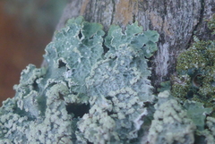 Punctelia perreticulata