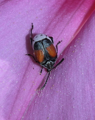 Megacerus discoidus