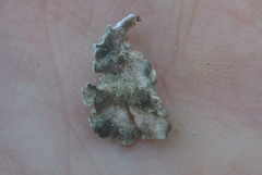 Punctelia perreticulata