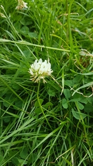 Trifolium repens