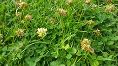 Trifolium repens