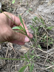 Coreopsis nuecensis