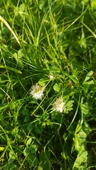 Trifolium repens