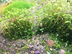 Ptychostomum torquescens