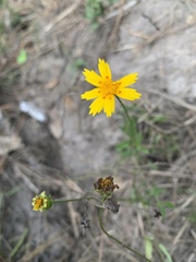 Coreopsis nuecensis