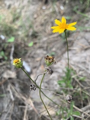 Coreopsis nuecensis