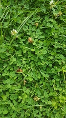 Trifolium repens