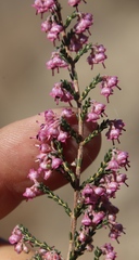 Erica lucida