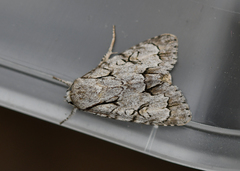 Acronicta psi