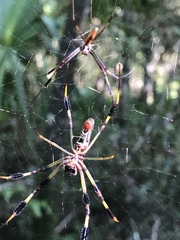 Trichonephila clavipes image