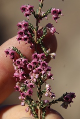 Erica lucida