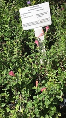 Scutellaria suffrutescens