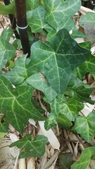 Hedera helix