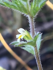 Euphrasia subarctica
