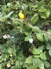 Stylophorum diphyllum