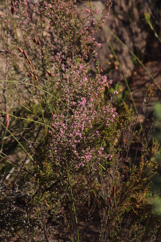 Image of Erica lucida by (c) Tony Rebelo, some rights reserved (CC BY-SA)
