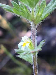 Euphrasia subarctica