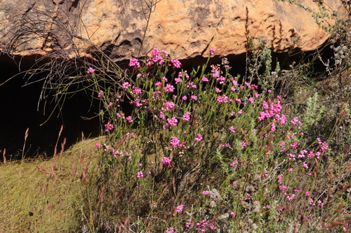 Image of Erica inflata by (c) Tony Rebelo, some rights reserved (CC BY-SA)