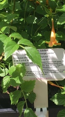 Tecoma fulva guarume