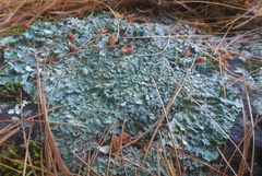 Punctelia graminicola