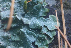 Punctelia graminicola