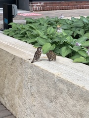 Passer domesticus