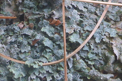 Punctelia graminicola