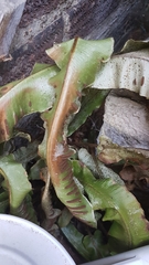 Asplenium scolopendrium