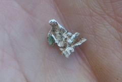 Punctelia graminicola