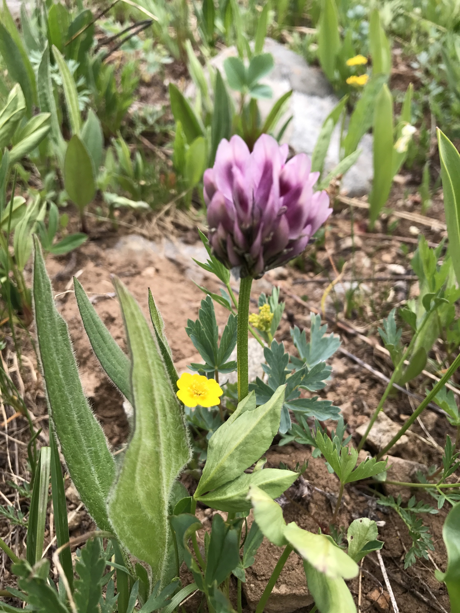 Trifolium parryi