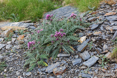 Carduus carlinoides