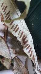 Asplenium scolopendrium