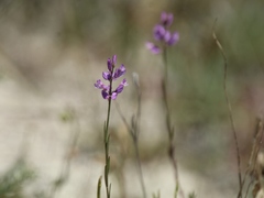 Polygala comosa