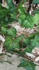 Hedera helix