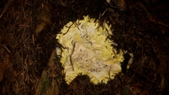 Trichoderma citrinum