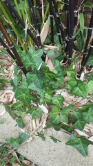 Hedera helix