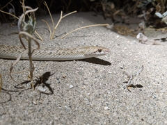 Arizona elegans eburnata