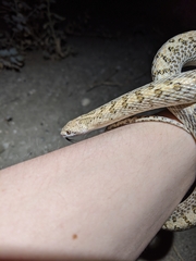 Arizona elegans eburnata