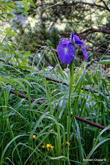 Iris latifolia