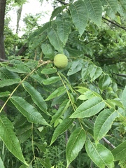 Juglans nigra