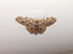 Idaea contiguaria