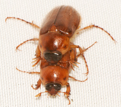 Cyclocephala borealis