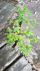 Euphorbia peplus