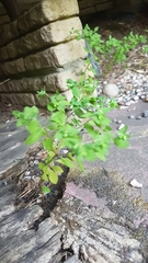 Euphorbia peplus