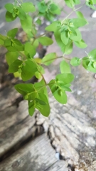 Euphorbia peplus